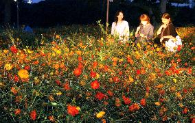 Cosmoses lit up at Tokyo garden